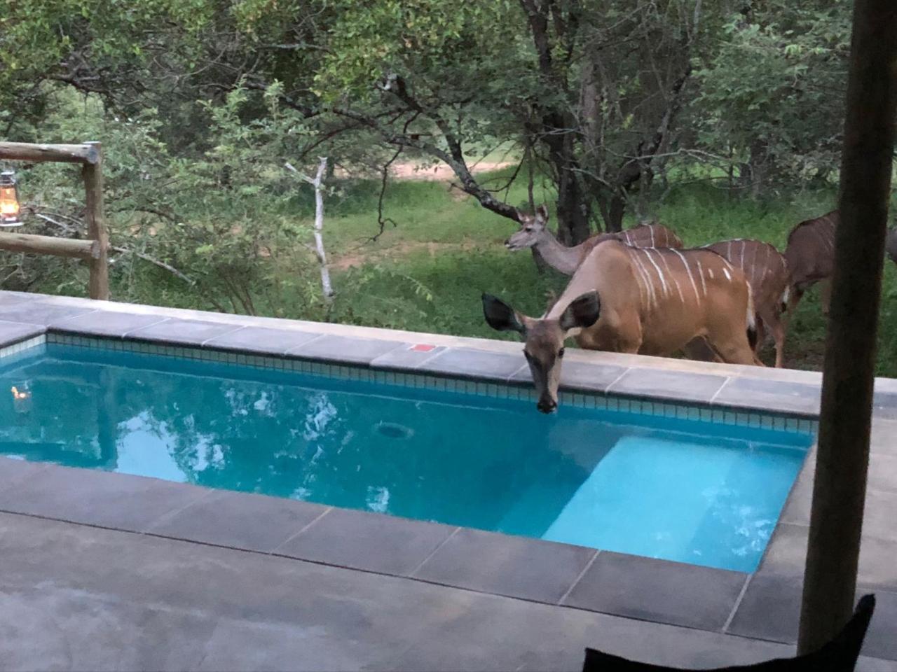 Kruger Willows Marloth Park Exterior foto